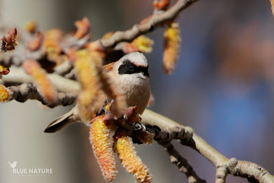 Pájaro-moscón europeo - Eurasian penduline-tit - Remiz pendulinus Macho alimentándose de los amentos del chopo, aun por salir.