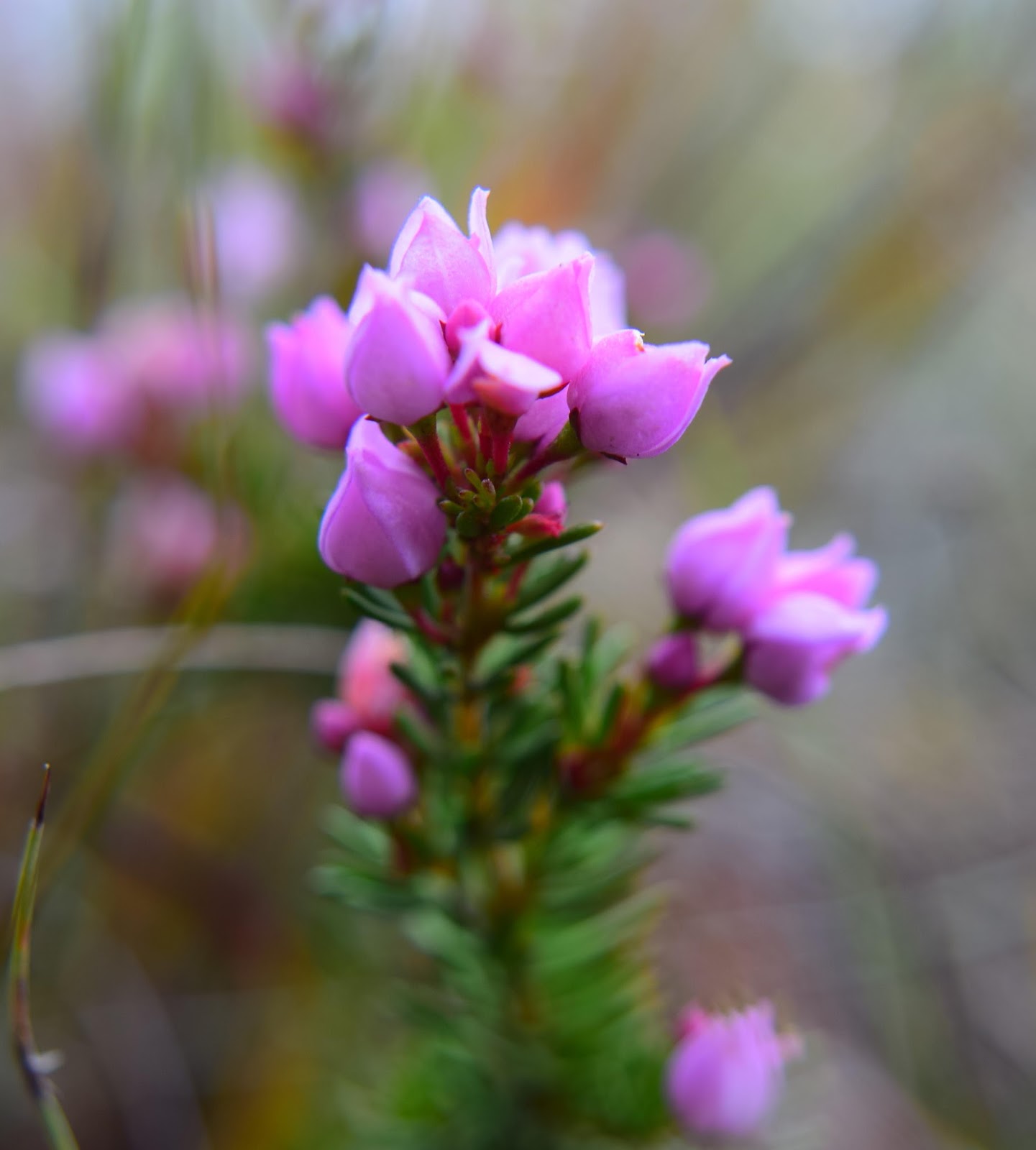 Ramblings of a Square Peg in a Round Hole Wild Flowers of East Coast Tasmania