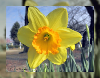 Flor narciso linda flor Narciso