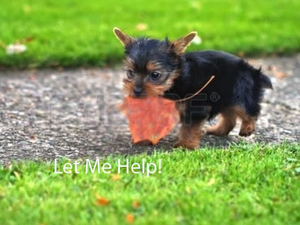 Reputable Service Dog Organizations Reputable Service Dog Organizations