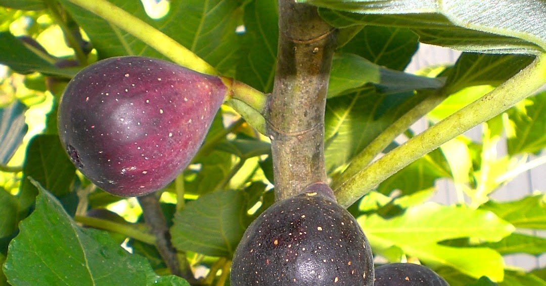 .09 Acres Fig Trees for Sale