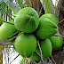 Do you know about these qualities of coconut