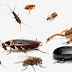 في تاويل رؤيه الحشرات :القمل و النمل و العنكبوت و العقرب و الصراصير