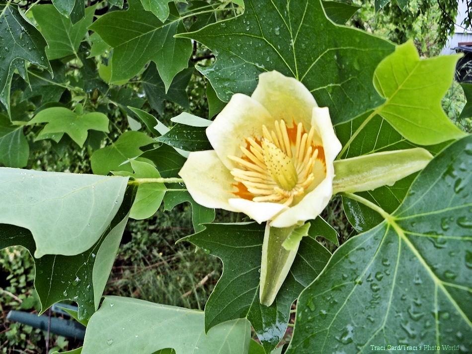 Traci's Photo World Tulip PoplarTulip Tree