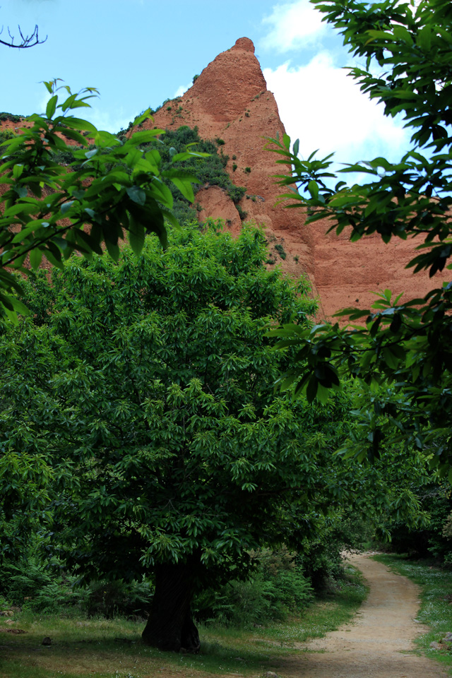Los castaños caracterizan el paisaje de Las Médulas Los castaños caracterizan el paisaje de Las Médulas