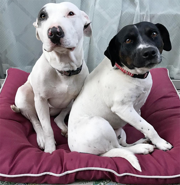 Do Dogs Need Other Dogs?