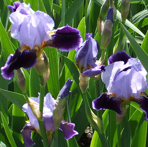 Bush pruning iris