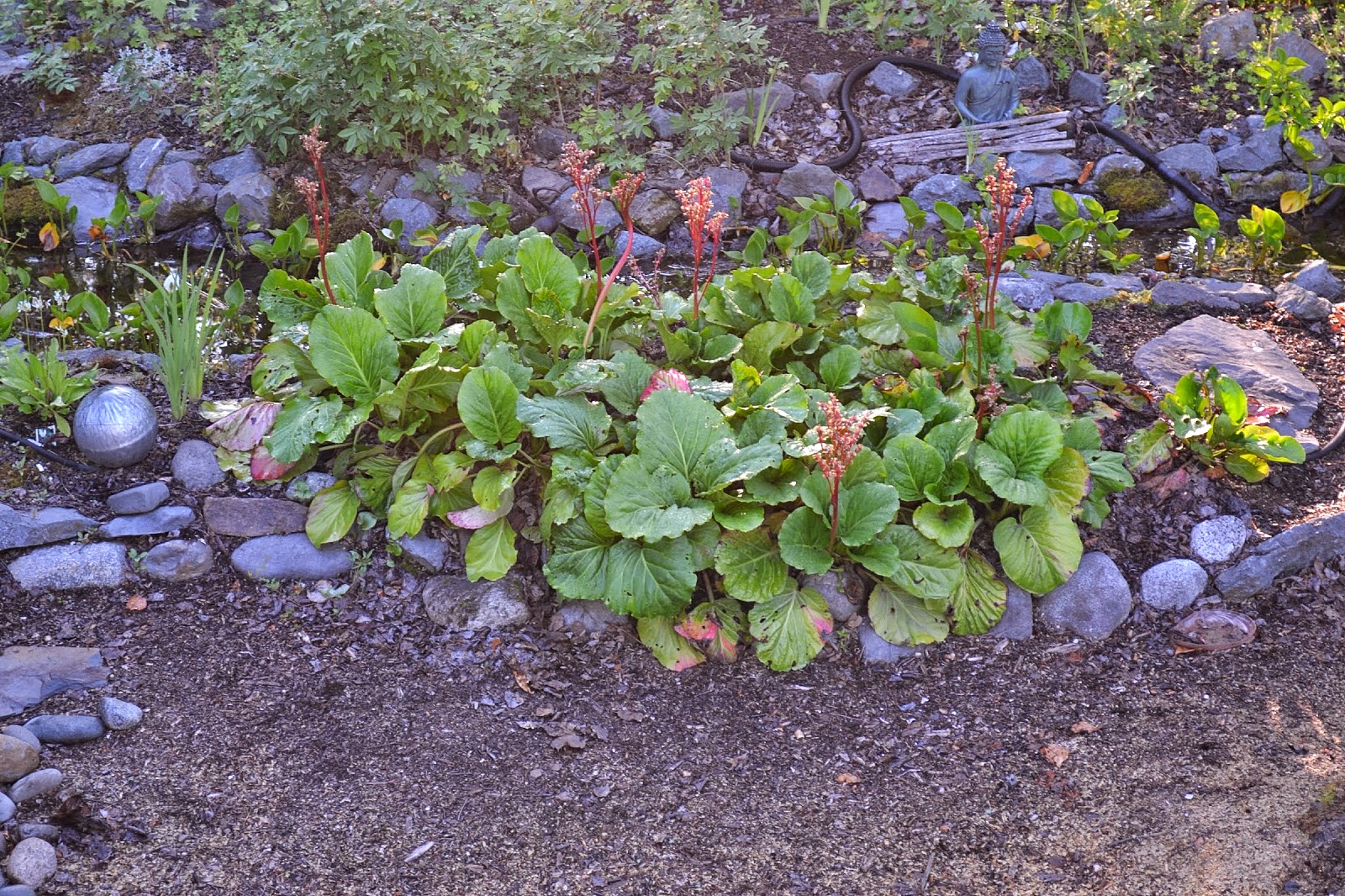 The Outlaw Gardener Alison's Wasilla Garden