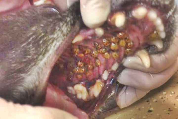 dog with lady bugs in mouth dog with lady bugs in mouth