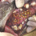 Veterinarian Finds 40 Ladybug Infestation Inside Dog’s Mouth