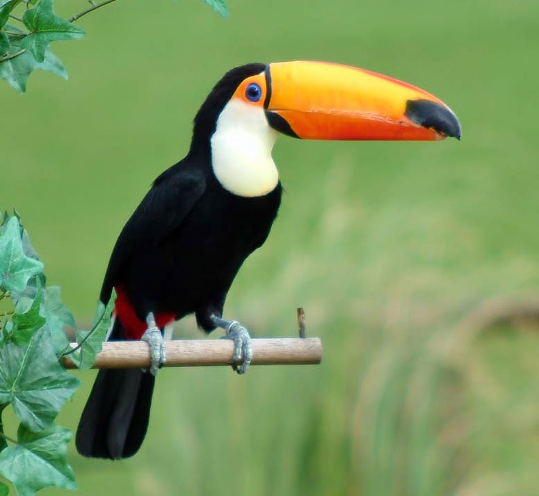 Birds of the World: Toco toucan