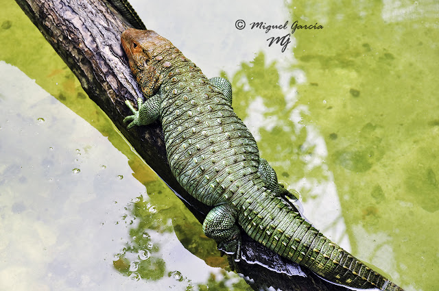 Iguana de Cabeza Roja