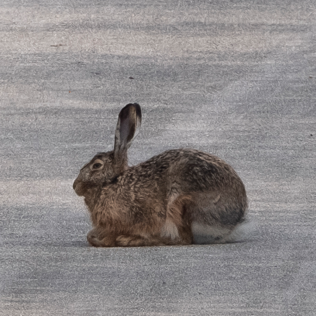 HARE (cultural blind spot) © Chris Zintzen | panAm productions
