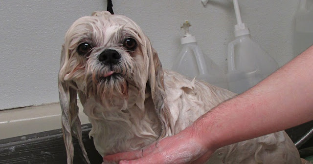 Aprenda a deixar o shih tzu limpo sem lhe dar banho