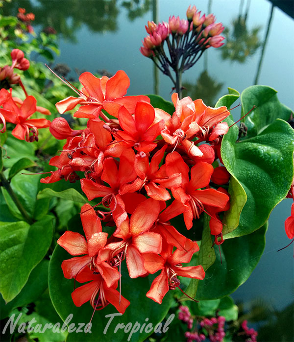 Los Clerodendros, género Clerodendrum