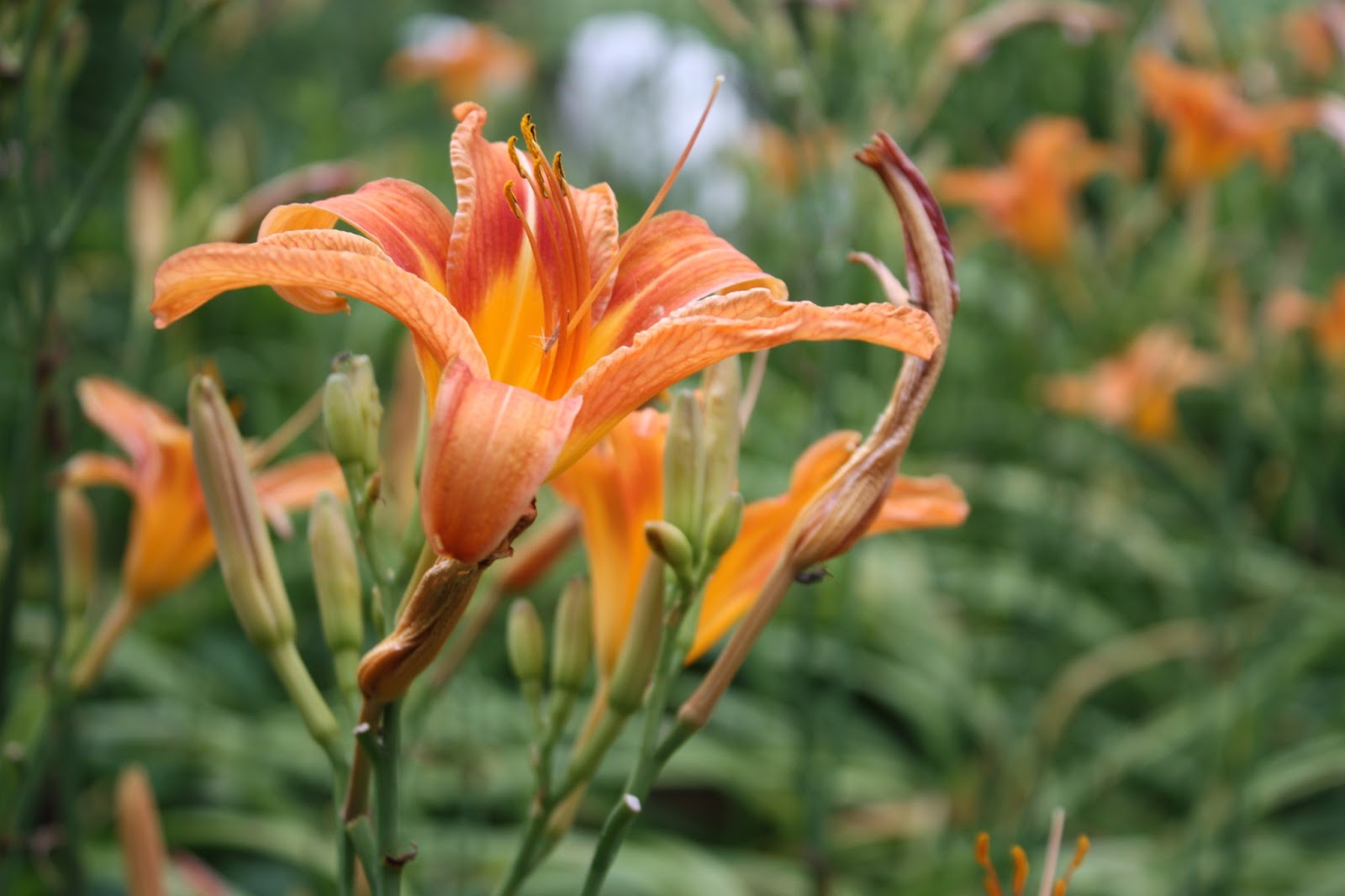 BASIL BECKY..... Gardening from the Heart Don't Ditch The "Ditch Lilies"