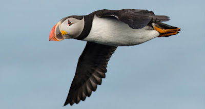 Atlantic Puffin