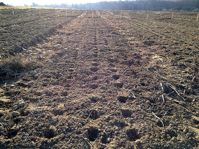 garlic farm field