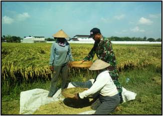 BABINSA KEDAWUNG BANTU PETANI PANEN PADI BABINSA KEDAWUNG BANTU PETANI PANEN PADI