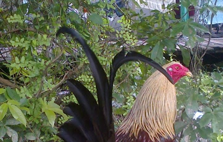 Coprisedie Cuori Coprisedie Cuori / Puoi rinnovare l