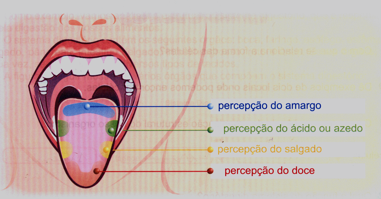 O Interior De Nossa Boca Sempre Apresenta Bactérias