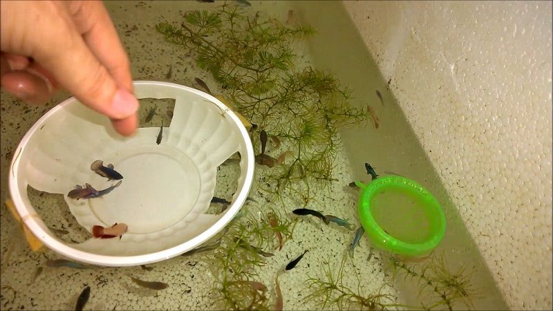 Betta Fish Food Pellets Image Betta Fish Food Pellets
