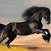 Soñar con caballo negro significado