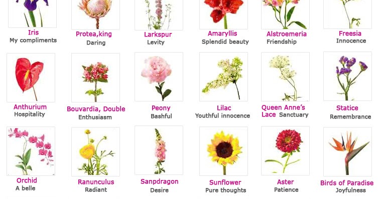 The Tranquility Ladies: Meanings of Flowers