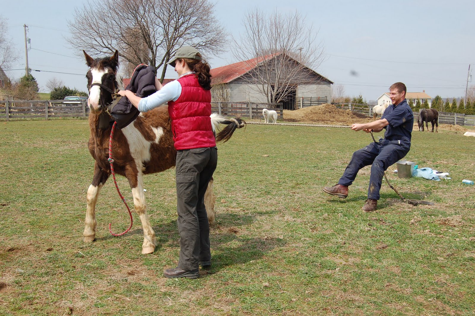 Life on the Funny Farm Farm Friday The Testicles Have Left the Building