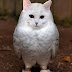 Cat dreht die Eule um