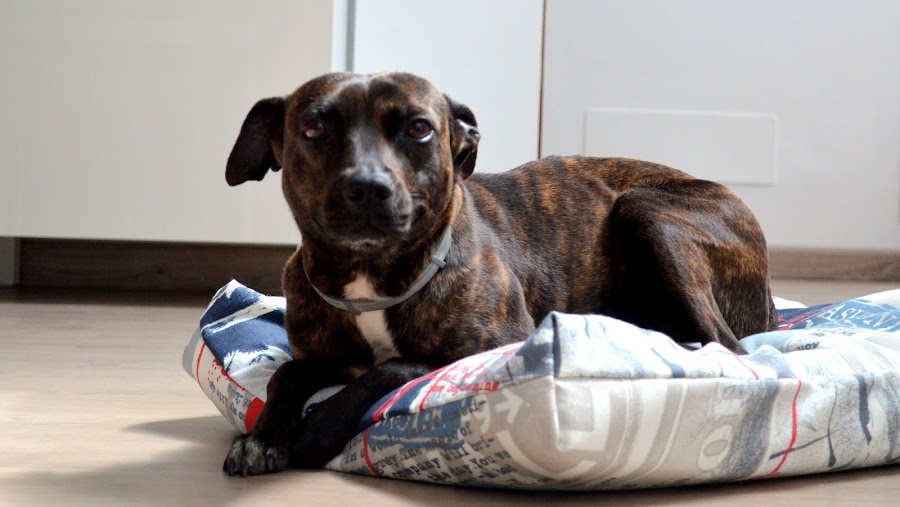 cojín para mascotas