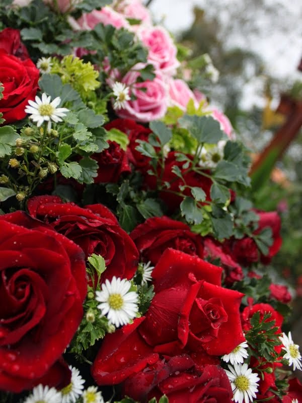  Jenis dan Macam Bunga Mawar Manfaat di dalam keindahan bunga 