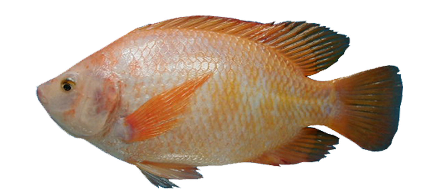  gambar  Gambar  Ikan  Lengkap