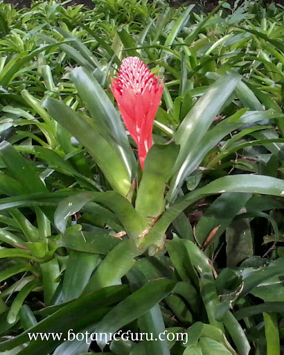 Billbergia pyramidalis, Flaming Torch, Summer Torch, Fool Proof Plant, Vase Plant flower side view