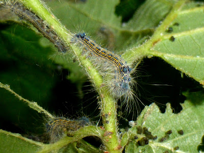 Tolype velleda caterpillar Tolype velleda caterpillar