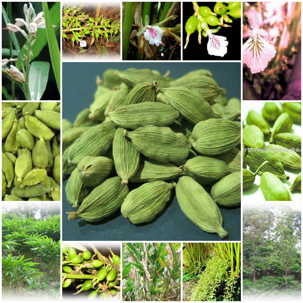 Avante de Guatemala, S.A. Datos del Cardamomo