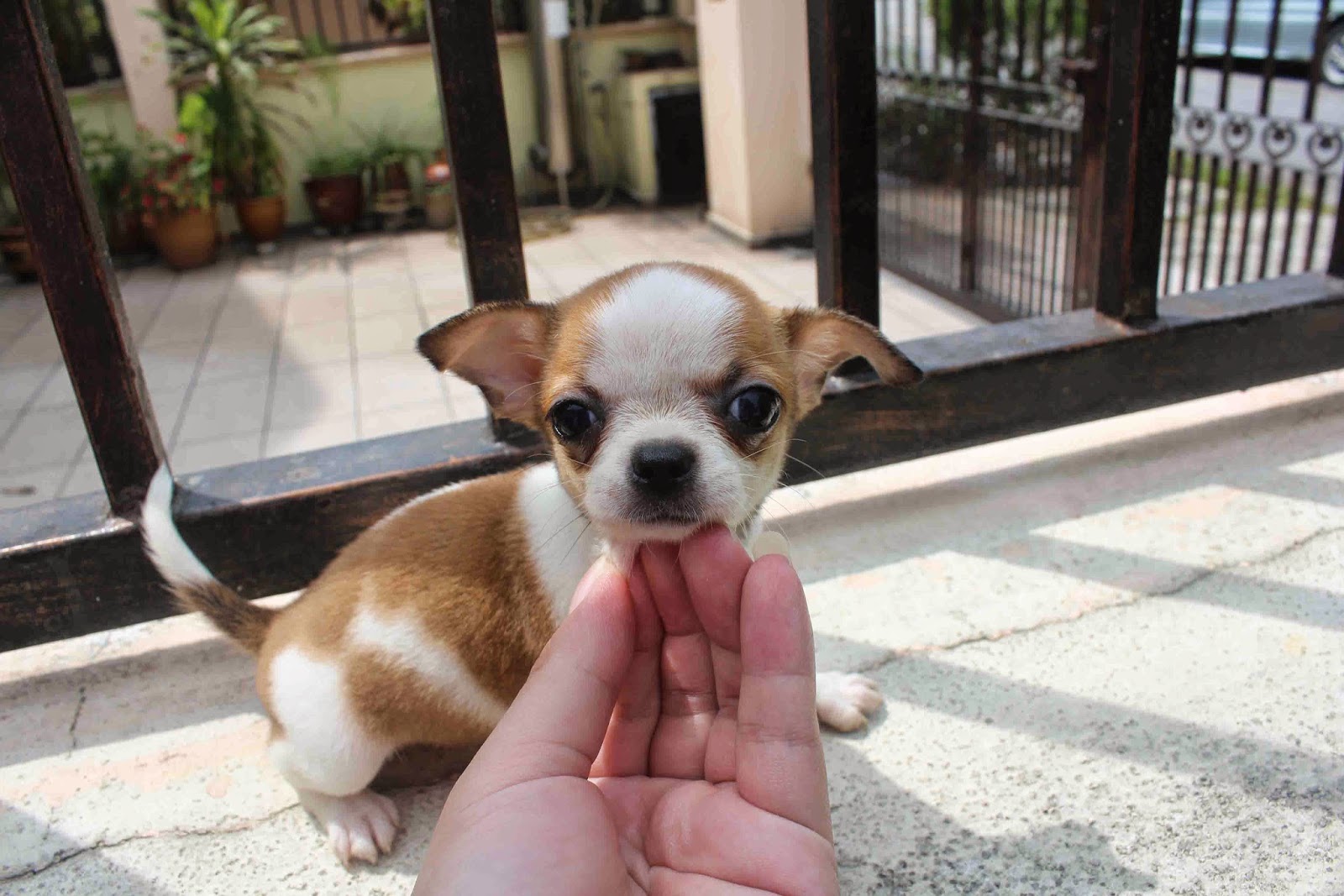 LovelyPuppy 20140527 Short Coat ChiHuaHua Puppies!!!
