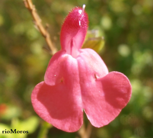 Flor de SALVIA ROSA Salvia microphylla