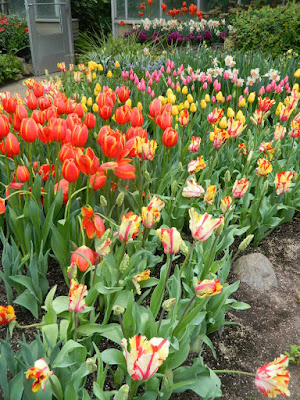 Tulip bed at Centennial Park Conservatory Spring Flower Show 2017 by garden muses-not another Toronto gardening blog