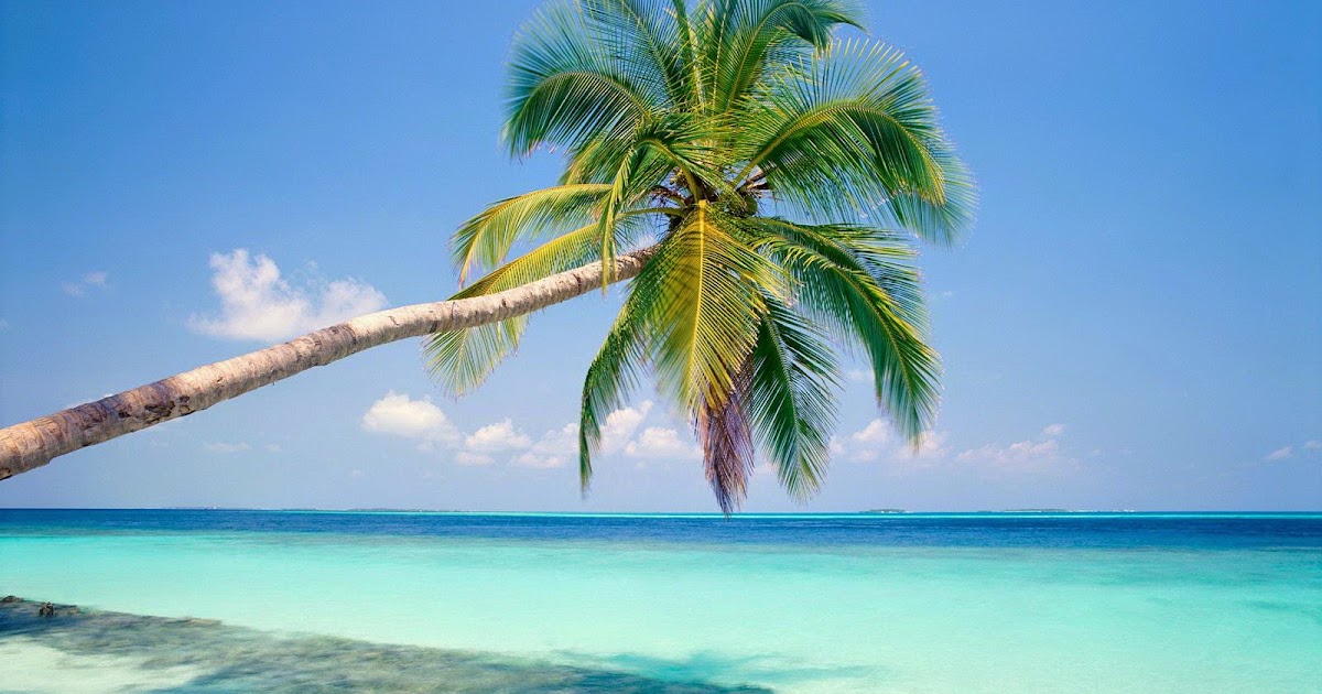 Coconut Tree in Beach Wallpaper - WallpapersXplore | Free HD Desktop