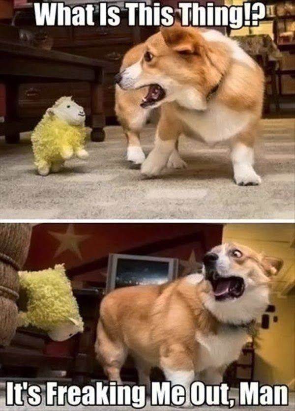 Funny Animal Pictures With Slogans Download Free Funny Collection World