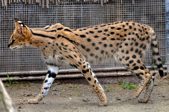 Animal Planet, The elegant savannah cats Animal Planet, The elegant savannah cats