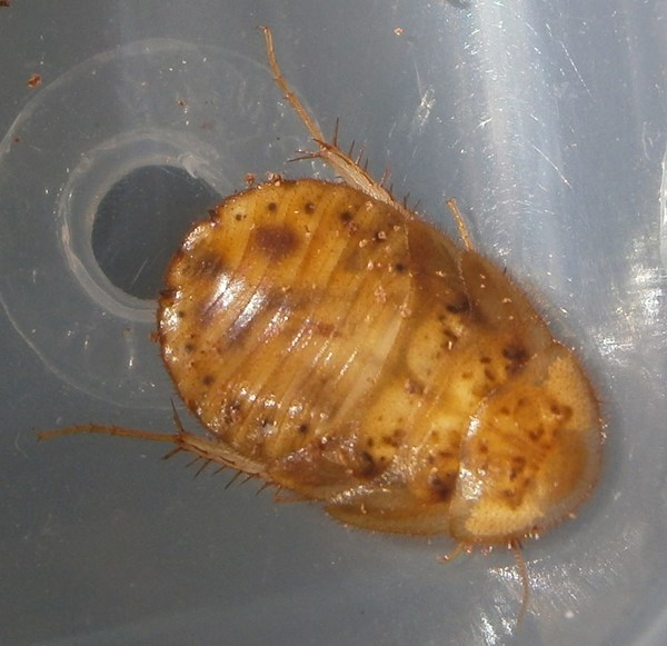 Hisserdude's Roaches A.tonk%25234