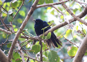 asian koel male, bird, cuckoo, peepal tree, bandra east, mumbai, india, 