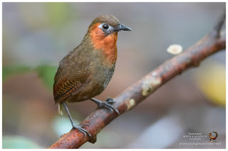 Song Wren (Cyphorhinus phaeocephalus)