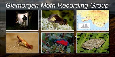 Glamorgan Moth Recording Group