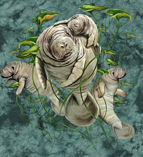 View Manatees funny wallpaper | DAILY NEWS