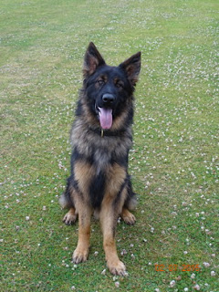 Police puppy dog gizzy sitting on grass