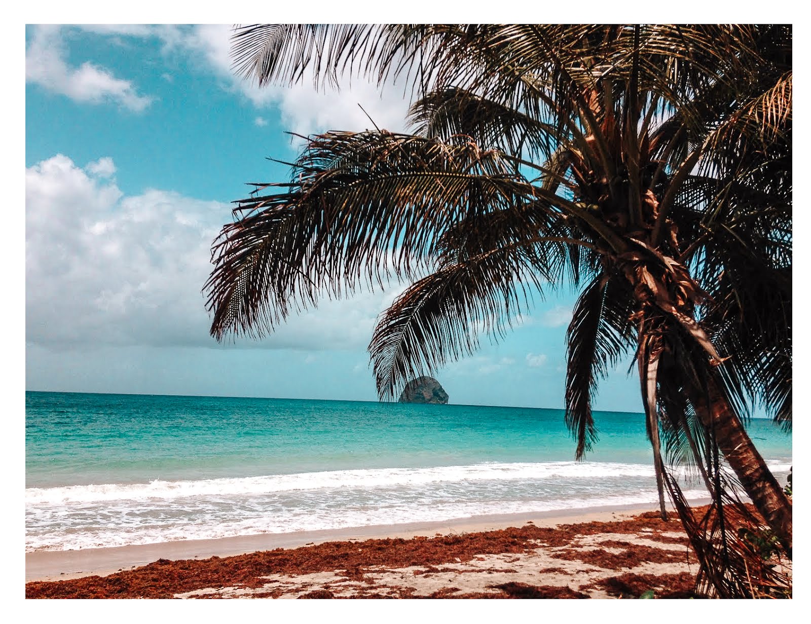 palmier sur la plage du diamant au premier plan et eau turquoise vagues et le rocher du diamant en second plan