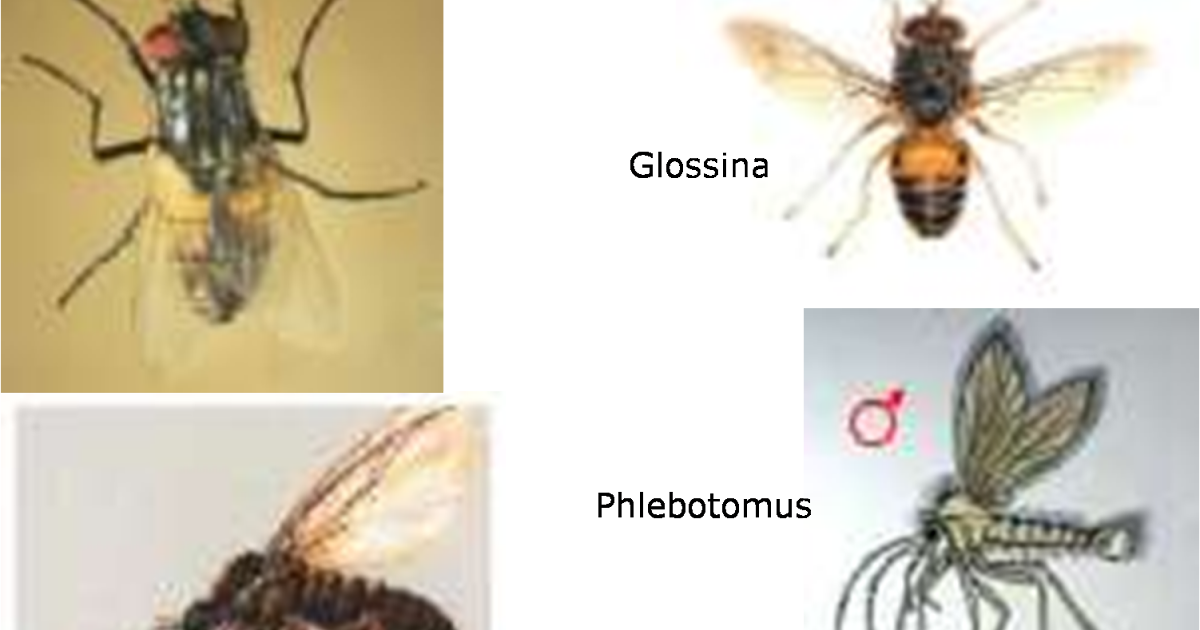 Lalat Rumah Adalah Vektor Penyakit Omong b